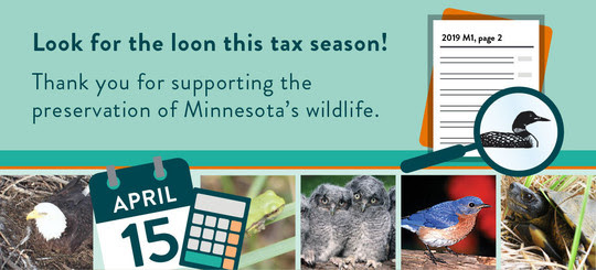 Look for the loon this tax season