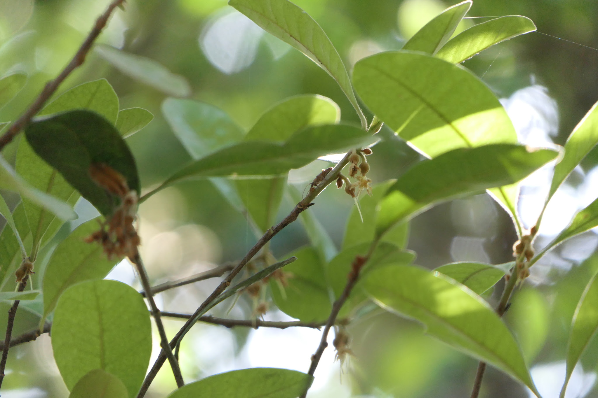 Xantolis tomentosa (Roxb.) Raf.