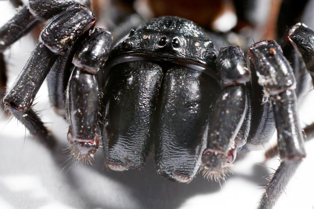 The venom of Australian funnel web spiders could have life-saving potential