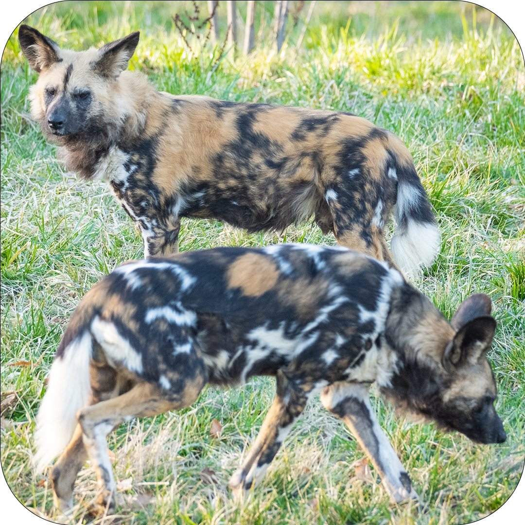 Two African wild dogs