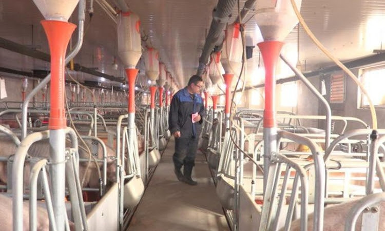Trang trại chăn nuôi lợn ở tỉnh Hà Bắc, Trung Quốc, năm 2018. Ảnh: Sun Dawu.