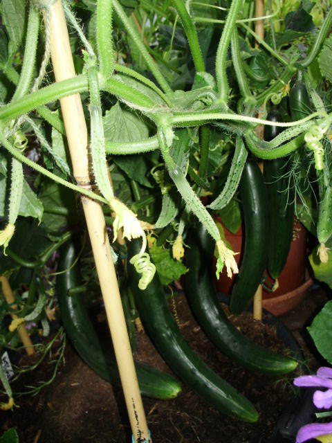 7 cucumbers ready to pick on this Burpless Tasty Green plant in large tub and more on the way 25.6.15