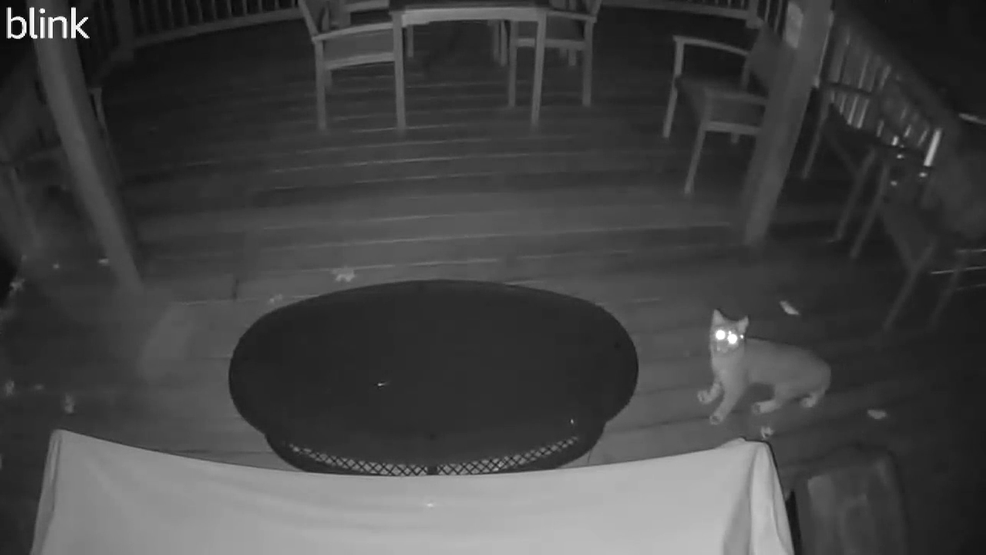  Bobcat looks up at camera, scurries across deck at Johnston home