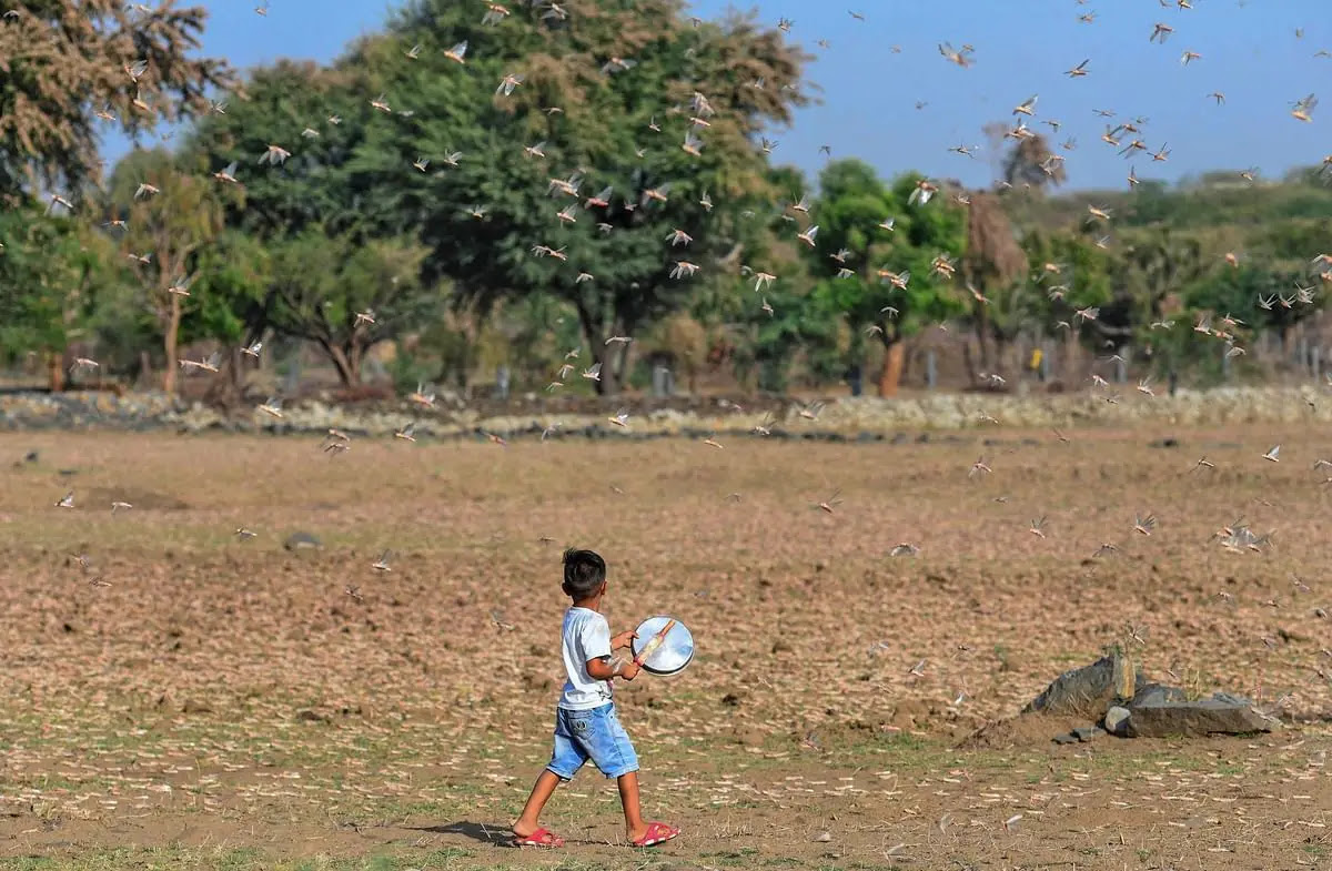 ब्यावर के पास फतेहगढ़ सल्ला गांव का एक नन्हा बच्चा टिड्डियों के झुंड का पीछा करने की कोशिश करता हुआ