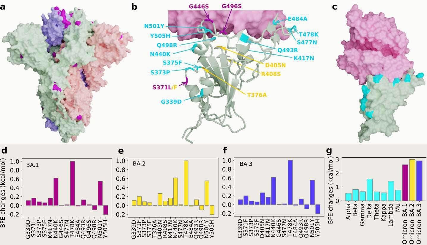 3D structures of Omicron strains, their ACE2 complexes, and their mutation-induced BFE changes. a Spike protein (PDB: 7WK2 [3]) with Omicron mutations being marked yellow. b BA.1 and BA.2 RBD mutations at the RBD-ACE interface (PDB: 7T9L [21]). The shared 12 mutations are labeled in cyan, BA.1 mutations are marked with magenta, and distinct BA.2 mutations are plotted in yellow. b The structure of the RBD-ACE2 complex with mutations on cyan spots. e, f, and g BFE changes induced by mutations of Omicron BA.1, BA.2, BA.3, respectively. h Comparison of predicted mutation-induced BFE changes for a few SARS-CoV-2 variants.