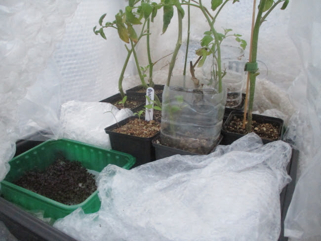 Peeping into the propagator in early morning  to check that seedlings and cuttings are warm enough under their extra night time bubble-wrap covers.