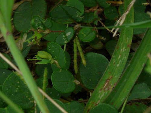 Indigofera sp. ... FOR ID