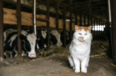 Cat on a cow farm. 