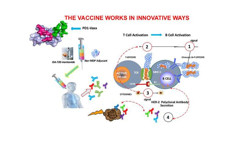 Therapeutic PD-1 cancer vaccine shown to be safe and effective in animal study
