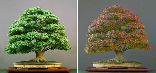 Những cây bonsai đẹp nhất của Nhật Bản F09a2515-b8ed-485c-94d6-54fcd6fca51d