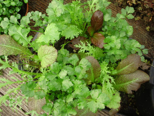 Salad mix Colour & Spice from Mr Fothergill's planted with red stemmed cutting leaf celery