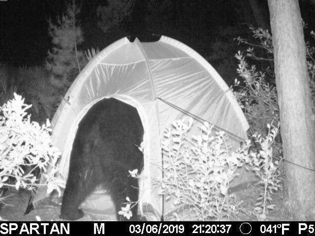 bear entering tent 1