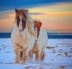 Icelandic Ponies by GulliVals | Horses, Iceland horses, Horse photography