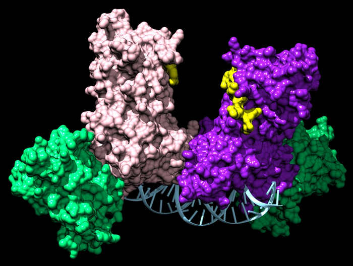 DNMT3A enzymes