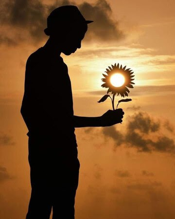 Sunflower-Sun