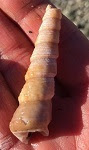Marine gastropod mollusk