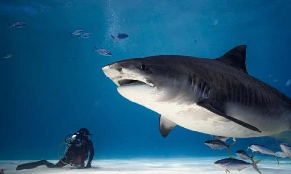 Un tiburón-tigre se topa con un submarinista en Fuvahmulah, Maldivas. Foto Jono Allen