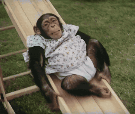 animal monkey slide