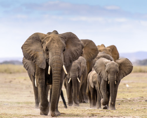 Elephants walking in your direction