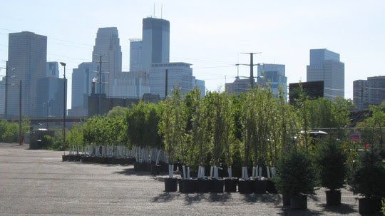 City tree lottery