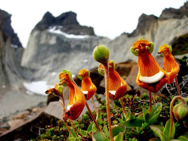 flowers                                                          that look like                                                          something                                                          else