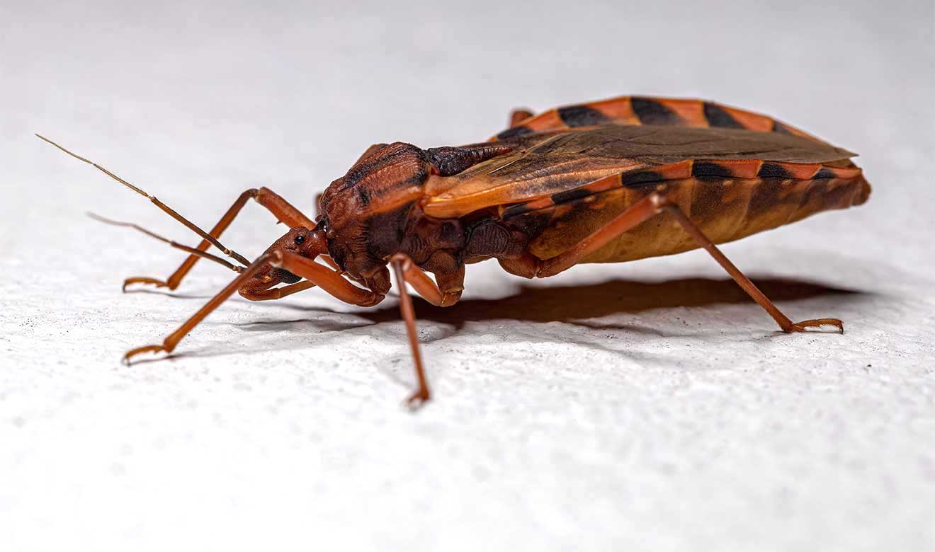 Los insectos vectores de la enfermedad de Chagas, son conocidos como triatominos y llamados comúnmente chinches o pitos. Foto: UNAM.