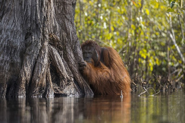 Ngắm ảnh thiên nhiên tuyệt đẹp đoạt giải của NatGeo năm 2017 - Ảnh 1.