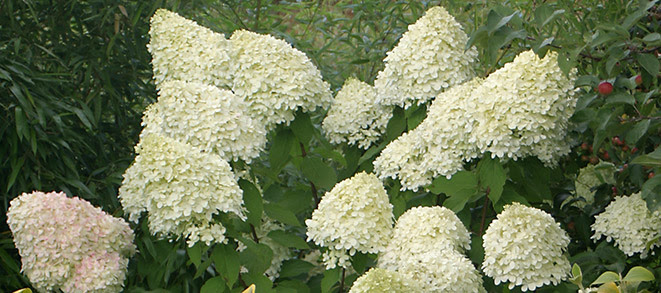 TOP-RATED PLANTS FOR EASY MAINTENANCE Limelight-Hydrangea-landscape_Proven-Winners