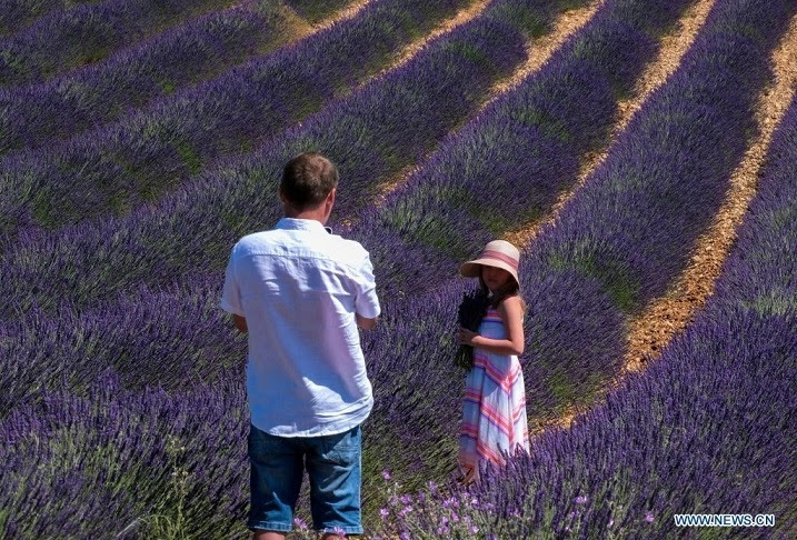 Chiêm ngưỡng cao nguyên hoa oải hương dài bất tận, lớn nhất nước Pháp