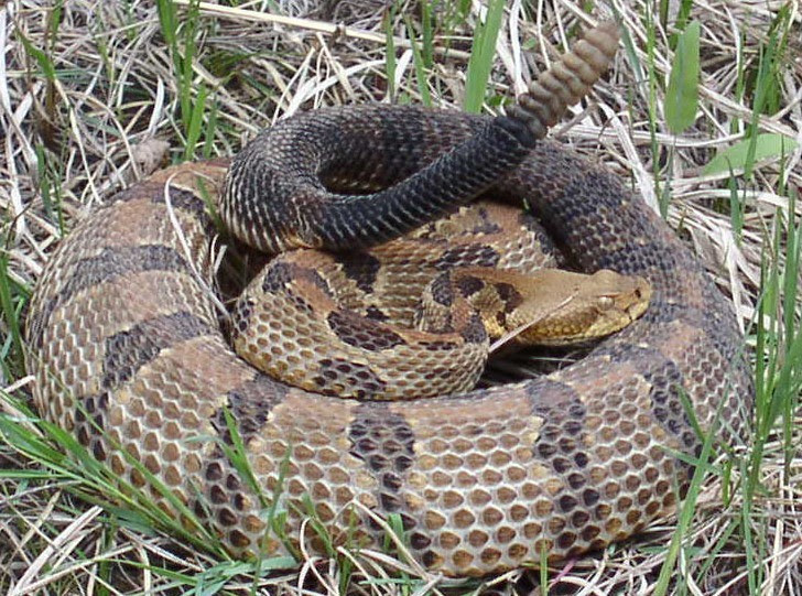 TImber Rattlesnake