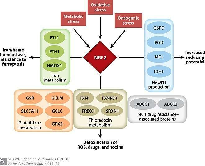 Could NRF2 be your magic molecule for eternal youth?