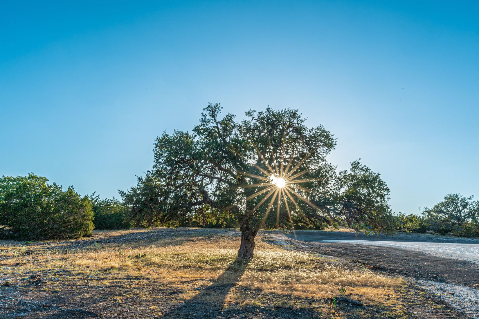 Image of an Oak tree with sun shining through it
