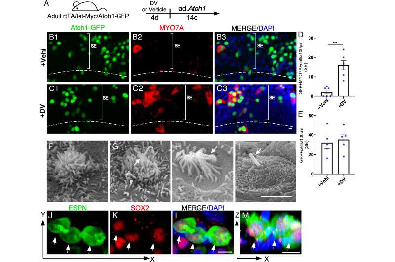 Scientists use drug-like cocktail to regenerate hair cells in preclinical study