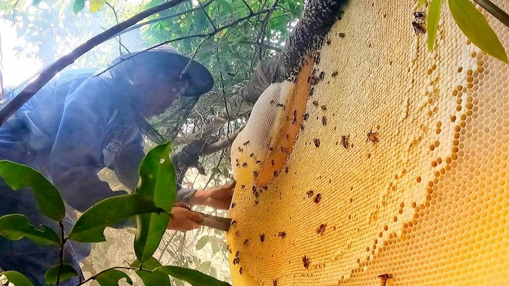 Săn loại ong khổng lồ chỉ có trong rừng già, “dị nhân” kiếm tiền triệu mỗi ngày - 9