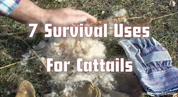 7 Survival Uses for Cattails (Videos)