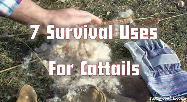 7 Survival Uses for Cattails (Videos) 7 Survival Uses for Cattails (Videos)