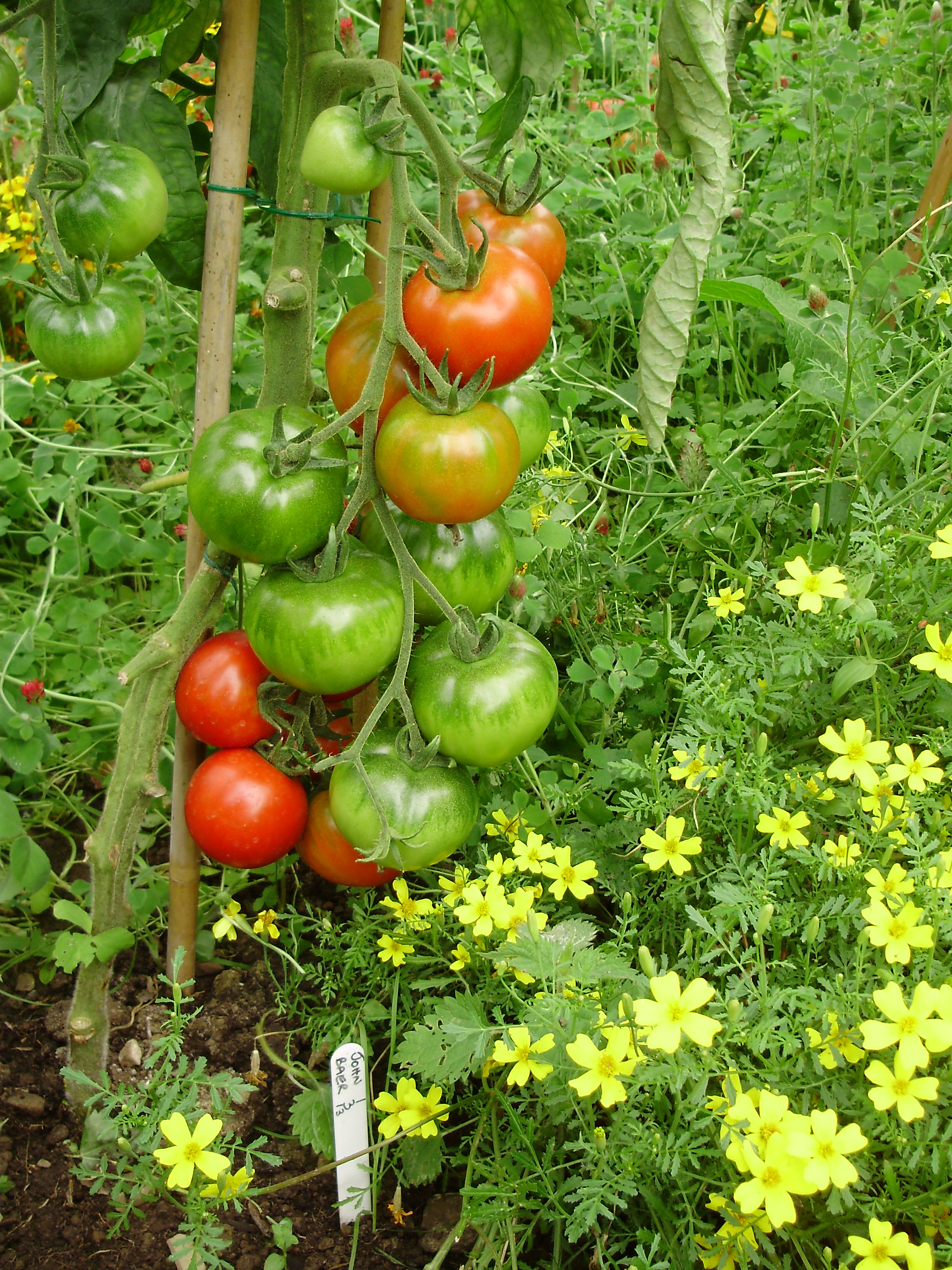 Tomato 'John Baer' - very early, productive & best flavoured medium classic type