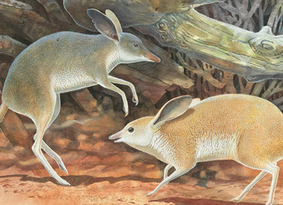 Illustration of extinct pig-footed bandicoot