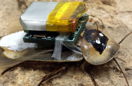 This Cyborg Cockroach's Nervous System Is Hardwired for Remote Control