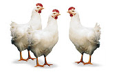 http://www.accionverapaz.org/images/accionverapaz/noticias/pollos.jpg