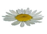 daisy HERITAGE OF MANKIND