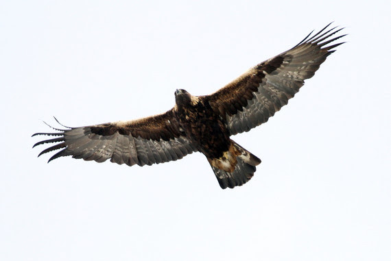 Golden eagle in flight