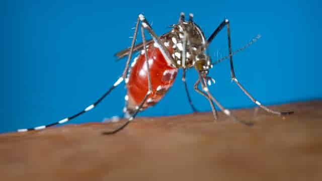 The Zika virus is spread through mosquito bites from Aedes aegypti. 
