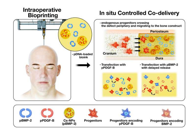 Bioprinting for bone repair improved with genes