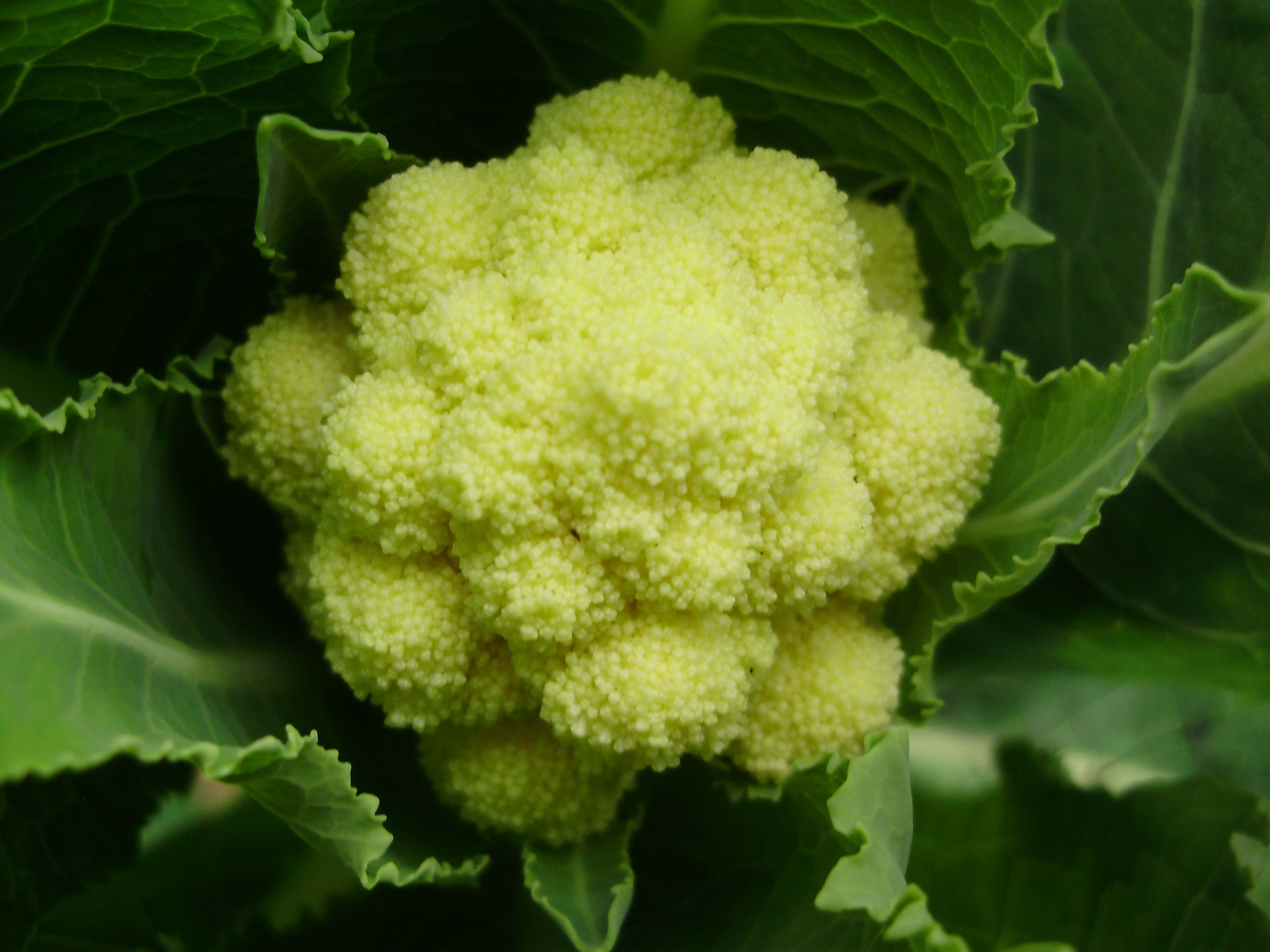 Delicious broccoli - Nine Star Perennial