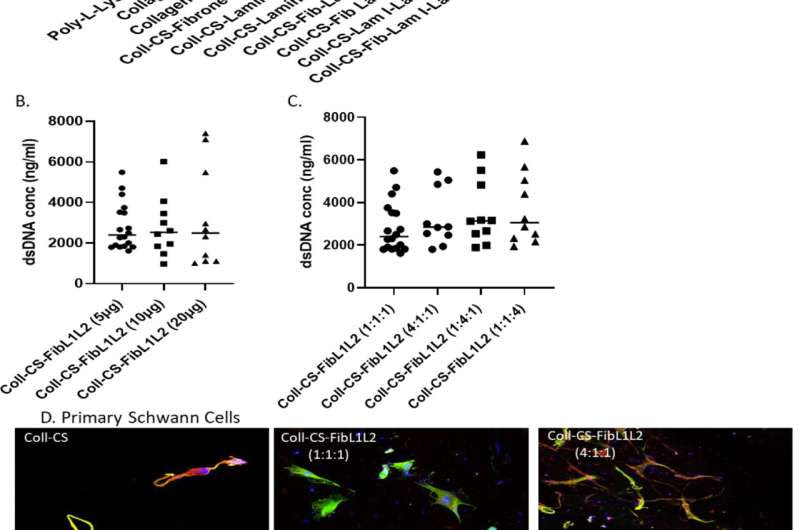 Researchers unlock breakthrough approach to repair peripheral nerve damage