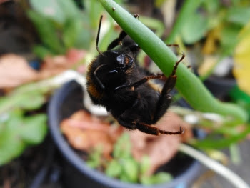 It's so worth having a polytunnel just to be able to grow winter flowers for creatures like this beautiful bee!
