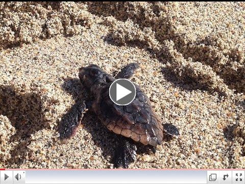 Miami Beach Green Matters - Loggerhead Sea Turtle Conservation Program