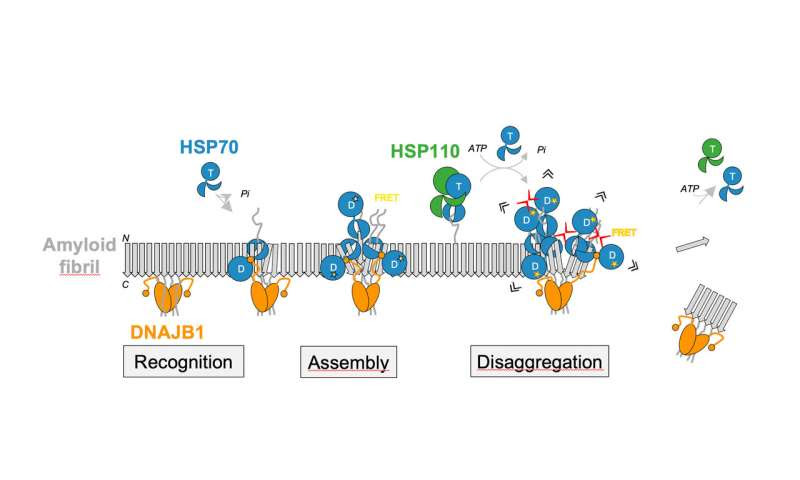 How molecular chaperones dissolve protein aggregates linked to Parkinson's disease