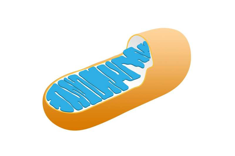 mitochondria